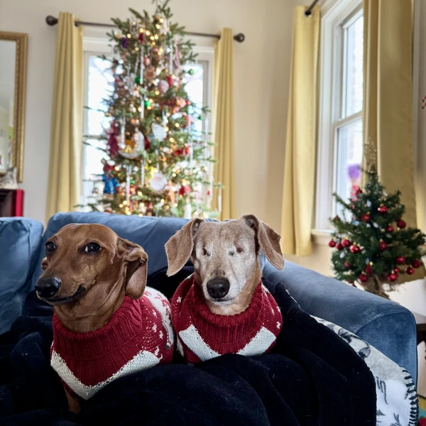 Schwa de Vivre at home with wiener dogs Brody and Jeri